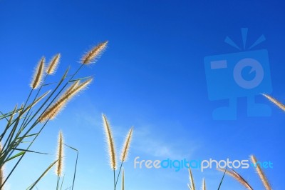 Dune Grass Stock Photo