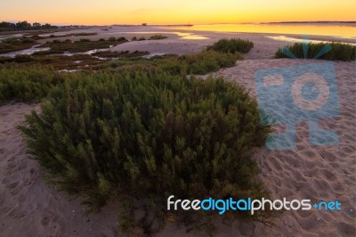 Dune Vegetation Stock Photo