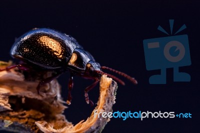 Dung Beetle Stock Photo