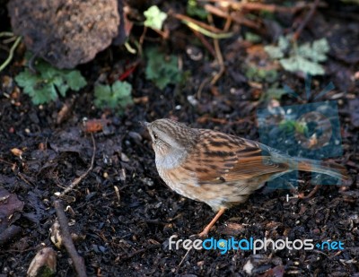 Dunnock Stock Photo