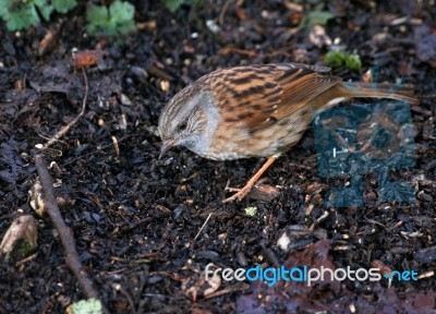 Dunnock Stock Photo