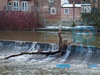 Durham, County Durham/uk - January 19 : Cormorant Standing On A Stock Photo