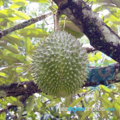 Durian Stock Photo