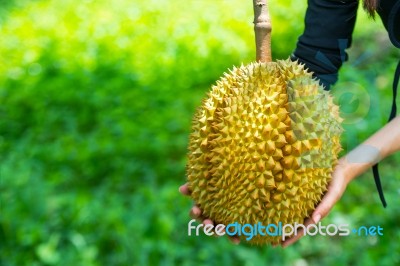 Durian On Tree Stock Photo