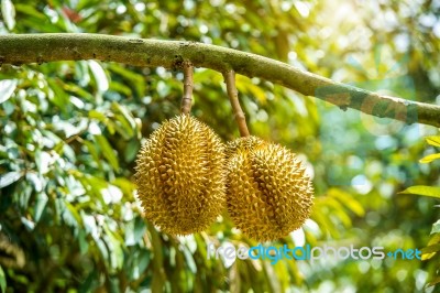 Durian On Tree Stock Photo