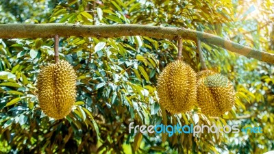 Durian On Tree Stock Photo