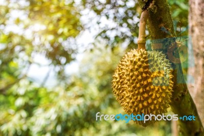 Durian On Tree Stock Photo