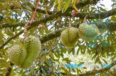 Durian On Tree King Of Fruits In Thailand Stock Photo