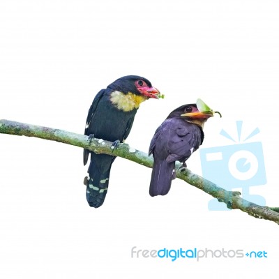 Dusky Broadbill Stock Photo