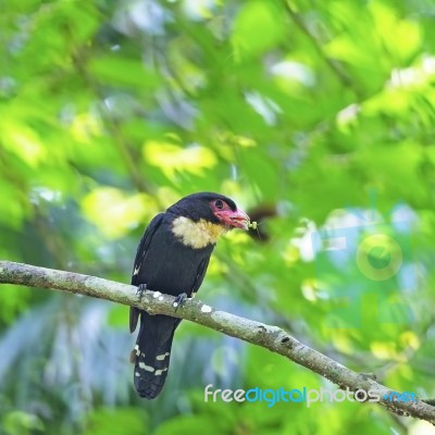 Dusky Broadbill Stock Photo