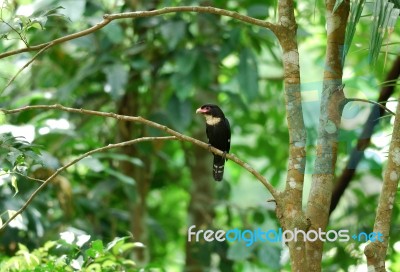 Dusky Broadbill Stock Photo