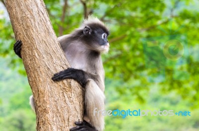 Dusky Leaf Monkey Or Trachypithecus Obscurus On Tree Stock Photo