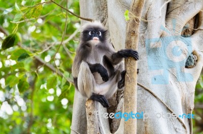 Dusky Leaf Monkey Or Trachypithecus Obscurus On Tree Stock Photo