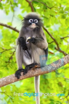 Dusky Leaf Monkey Or Trachypithecus Obscurus On Tree Stock Photo