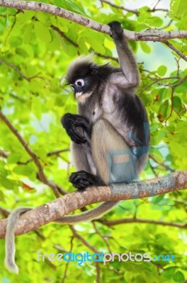 Dusky Leaf Monkey Or Trachypithecus Obscurus On Tree Stock Photo