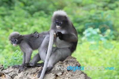 Dusky Leaf Monkeys Stock Photo