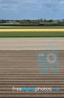 Dutch Flowerbed After Harvest In Lisse Stock Photo