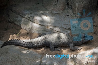 Dwarf Crocodile (osteolaemus Tetraspis) Stock Photo