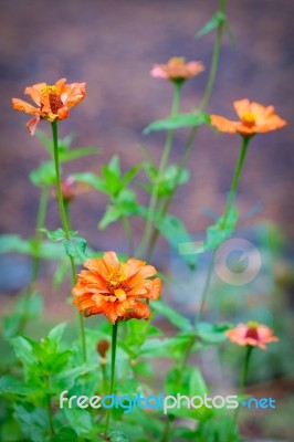 Dying Orange Flowers Stock Photo