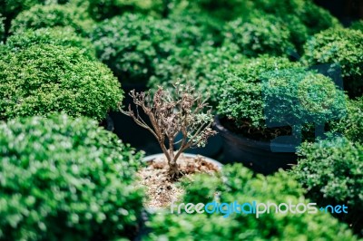 Dying Plant Among Many Green Plant In Sun Light Stock Photo