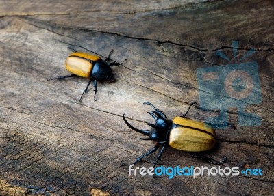 Dynastinae Or Rhinoceros Beetles With Five Horn Stock Photo