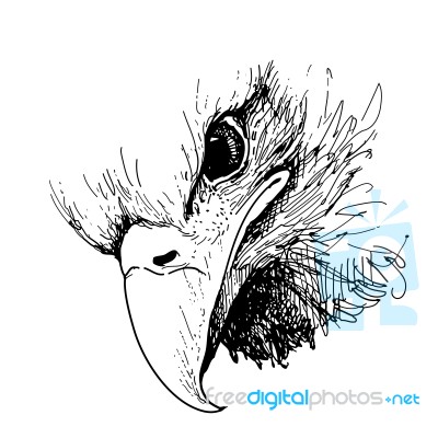 Eagle Bird Doodle Hand Drawn Stock Image