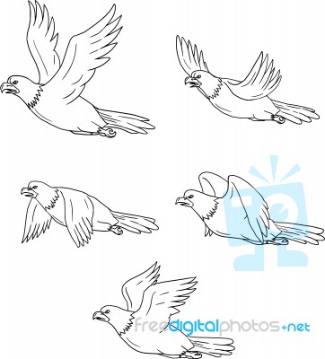 Eagle Flying Side Cartoon Collection Set Stock Image