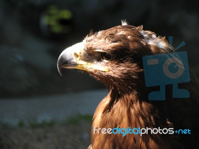 Eagle In The City Zoo Stock Photo