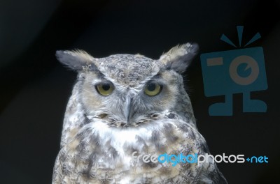 Eagle Owl Stock Photo