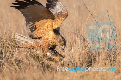 Eagles! Stock Photo