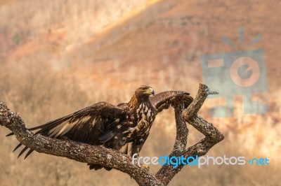 Eagles! Stock Photo