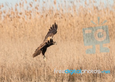 Eagles! Stock Photo