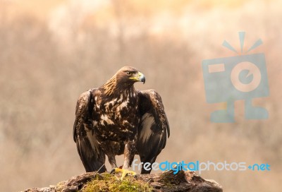 Eagles! Stock Photo