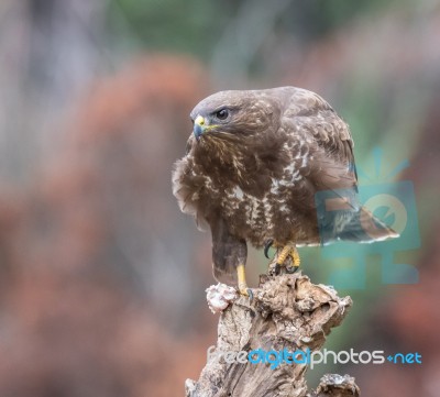 Eagles! Stock Photo