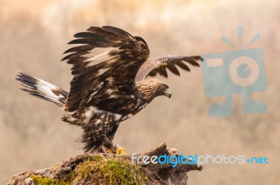 Eagles! Stock Photo