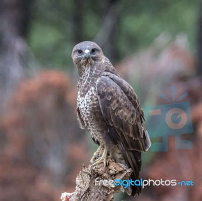 Eagles! Stock Photo