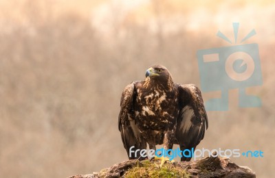 Eagles! Stock Photo