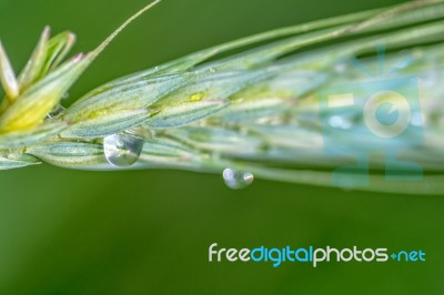 Ear Stock Photo