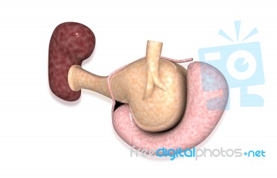 Ear Anatomy Stock Image