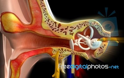 Ear Anatomy Stock Image