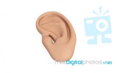 Ear Anatomy Stock Image