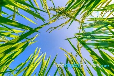 Ear Of Rice And Leaves In The Rice Fields Stock Photo