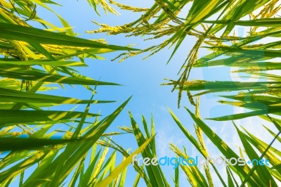 Ear Of Rice And Leaves In The Rice Fields Stock Photo