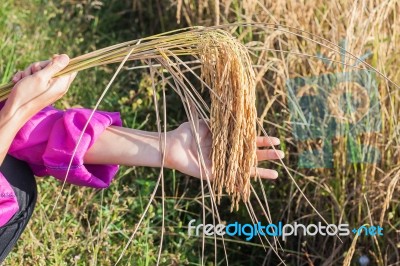 Ears Of Rice Stock Photo