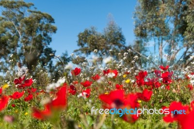 Earth Level Anemone Field Stock Photo