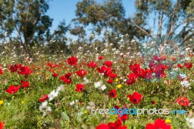 Earth Level Anemone Field-2 Stock Photo