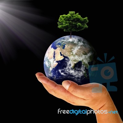 Earth With Tree In Hand Stock Image