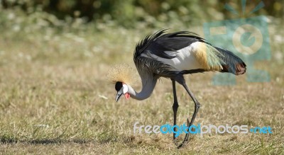 East African Crowned Crane Stock Photo