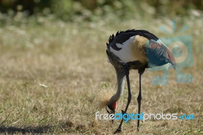 East African Crowned Crane Stock Photo