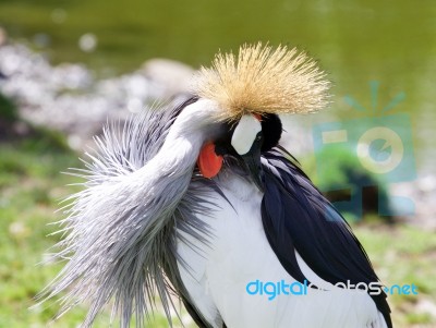 East African Crowned Crane Has Found Something In His Plumage Stock Photo